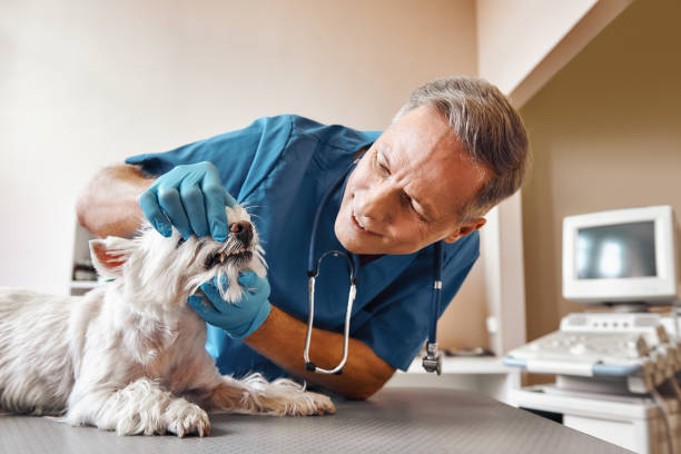 Best Emergency Root Canal Treatment in Rio, VA